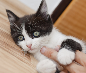 猫甲状腺功能亢进的症状和治疗